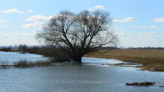 МЧС: за сутки уровень Оки повысился на четыре сантиметра