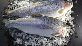 Где купить форель, которая поставляется прямиком из Мурманска?