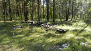 В Рязанской области Дубовая роща получит статус памятника природы