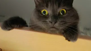 В Госдуме обсудят законы об агрессивных животных на фоне жалоб из Пензы