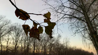 Гололед и сильный ветер: в Рязани выпустили метеопредупреждение на пятницу