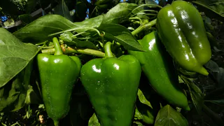 В июле к перцу с пустой лейкой не подхожу: готовлю раствор по специальному рецепту — плоды крупные, как с картинки