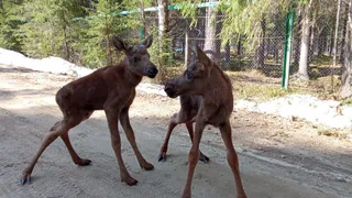 На лосеферме в Коми появились на свет редкие близняшки