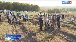 В Чувашии появились сотни новых кедров