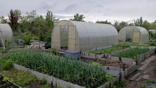 Больше не придётся гнуть спину: сорняк сам засохнет за 2 дня - на 10 литров воды кладу 5 ст. ложек соды, лимонку и уксус