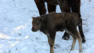 Начался финальный этап голосования по выбору имени для зубрёнка из национального парка "Мещера"