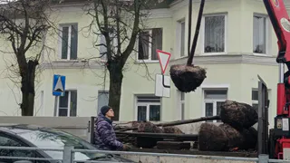 В разных районах Владимира высадят 300 молодых лип заместо спиленных насаждений