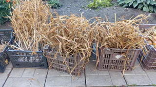 Сажаю 300 зубков чеснока за 35 минут с помощью старой бутылки - соседи удивляются ровным рядам и скорости