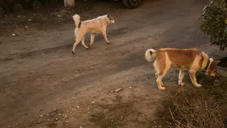 Возле школы в Заокском бродят собаки: дети опасаются ходить мимо