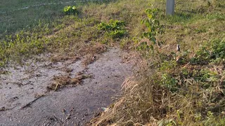 Раньше был только запах: у "Ибредькрахмалпатоки" образовались зловонные лужи