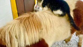 На эко-ферме в Суздальском районе откроется сезон фотосессий с животными