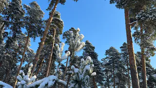 В Пензенской области будут высажены более двух миллионов сеянцев березы и сосны
