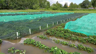 Проливные дожди в Коми угрожают урожаю: агроном рассказала, как спасти посадки