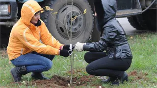 Нижнекамск украсят березы и клены 