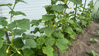 Если у огурцов начали отпадать завязи: готовлю «спасительный» раствор при помощи одного ингредиента — урожай тачками выношу