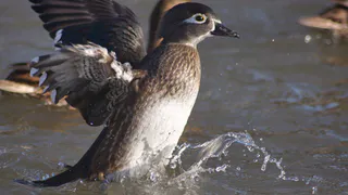 На рязанском пруду обнаружена редкая утка из Америки