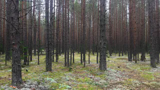 В Коми проверили состояние молодых лесных массивов