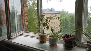 Самый известный домашний цветок, оказывается, приносит в дом несчастье и разногласия