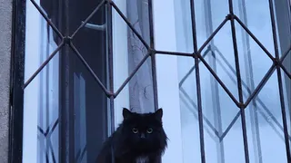 Почему кошки как только открывается входная дверь бегут в подъезд