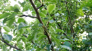 Сначала обработала, потом взяла секатор — яблоня ответила мощным ростом: делюсь схемой весенней обрезки