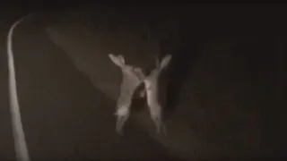 Битва зайцев! По дороге в Рязань двое ушастых что-то не поделили