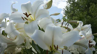 Не карбамид и не суперфосфат: опытные садоводы удобряют лилии этим – цветут все лето напролет, куст не обхватить руками