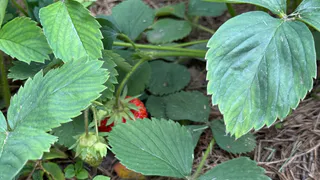 «Убьёт весь урожай»: садоводы предупреждают об опасной ошибке при поливе клубники