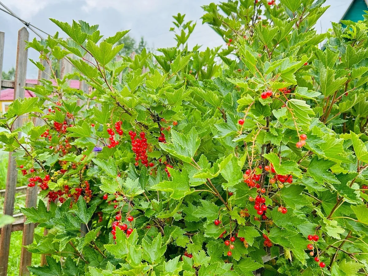 Без дорогой «химии»: за семь дней очистил смородину от галловой тли — листья восстановились полностью — больше никаких красных «вздутий»