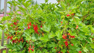 Без дорогой «химии»: за семь дней очистил смородину от галловой тли — листья восстановились полностью — больше никаких красных «вздутий»