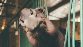 23-летняя девушка из Рязанской области украла двух пони