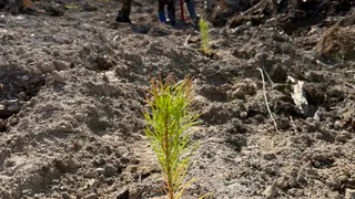 Коми открыла всероссийскую экологическую кампанию высадкой молодых деревьев