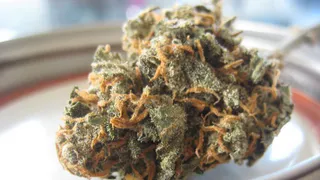 Грозит 10 лет: новомичуринца задержали за заготовки дикой конопли