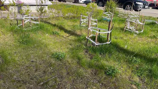 Не сажайте эти 3 дерева в саду около дома - отнимают удачу и энергию, и приносят большие беды