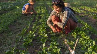 Зачем делать «ленивые» грядки: почему постоянное перекапывание земли вредит ее плодородию