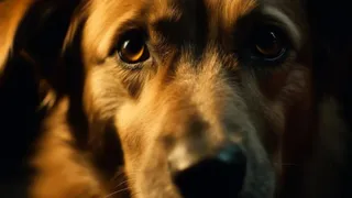 На улице Белоконской во Владимире спасатели вытащили застрявшего в подвале пса