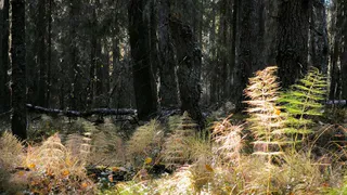 В Коми уничтожили медведей, угрожавших безопасности горожан и дачников