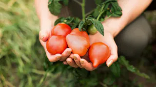 Не грядка, а целая «китайская стена» из помидоров: найден ранний сорт — от кустов-коротышек урожай как с плантации