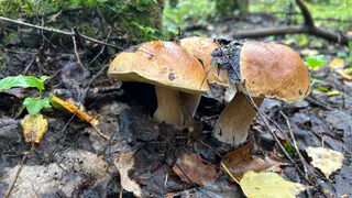 Ученые назвали самый полезный гриб: не шампиньоны, не вешенки и в разы полезнее лисичек