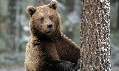В Татарстане стало слишком много медведей