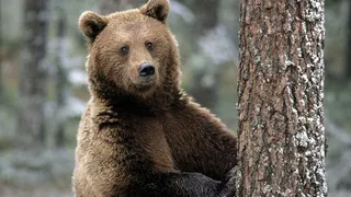 В Татарстане стало слишком много медведей