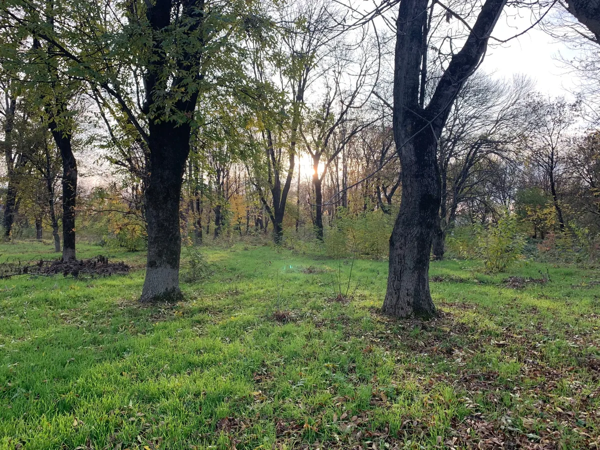 В Пензенской области за год выявили 34 нарушения лесного законодательства