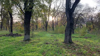 В Пензенской области за год выявили 34 нарушения лесного законодательства