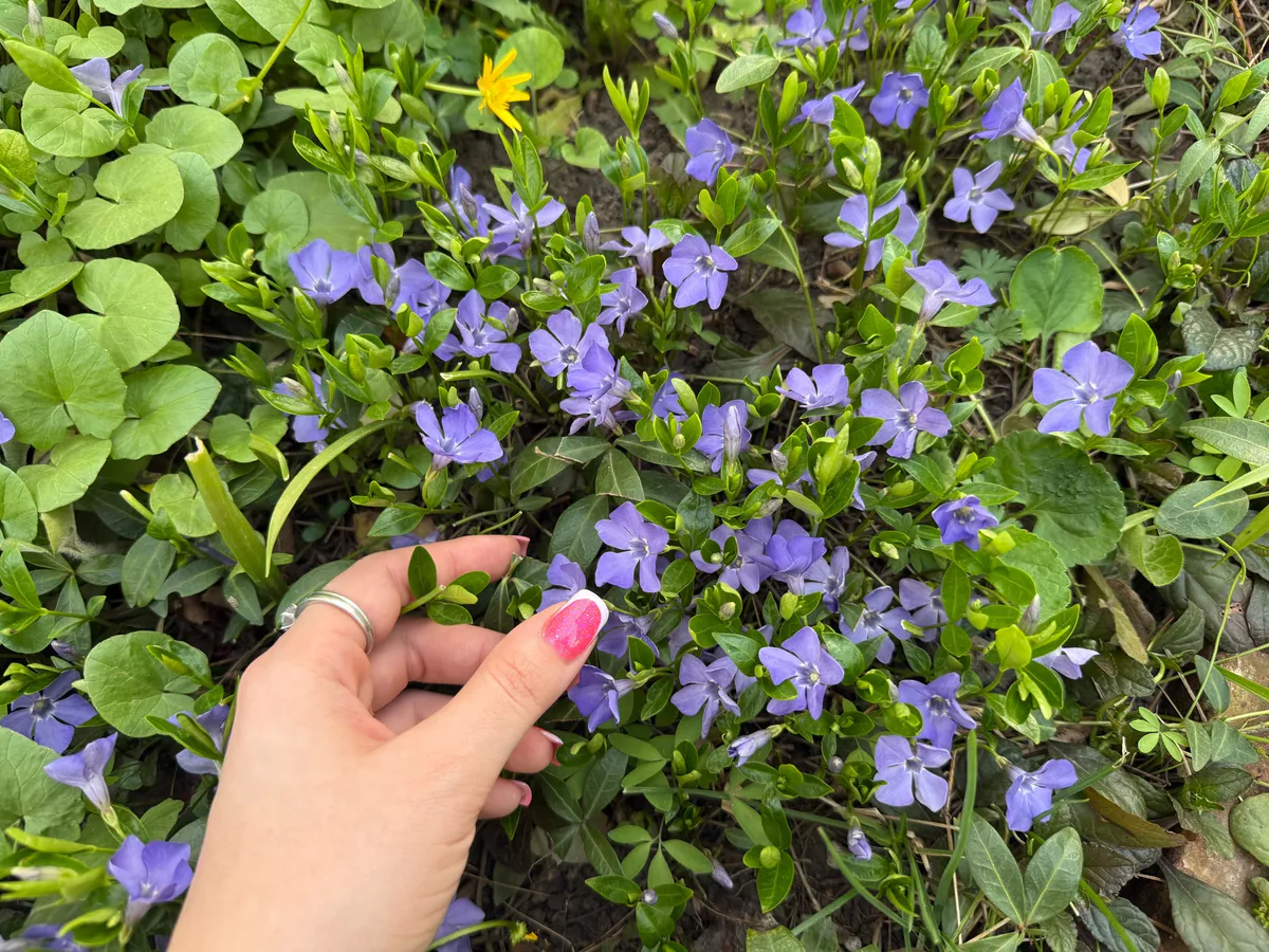 Этот дивный многолетник цветет все лето напролет без перерыва: будете любоваться до самых холодов