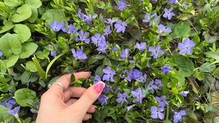 Этот дивный многолетник цветет все лето  напролет без перерыва: будете любоваться до самых холодов