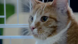 Куда пристроить своего домашнего питомца на время отпуска?