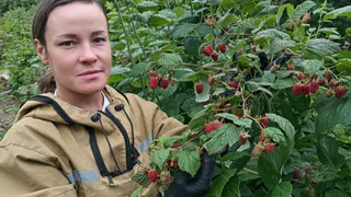 Ученые Коми завершают многолетнее исследование по выращиванию малины