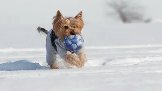 В Пензе на глазах детей агрессивный пес разодрал йоркширского терьера