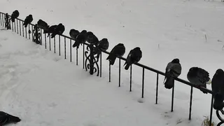 Апрельская симфония снега: Усинск встречает 16-е число зимним аккордом