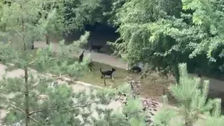 Свора: бродячие собаки свободно разгуливают по Горроще