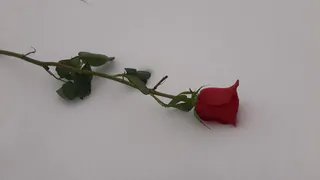 В Татарстане вор-романтик украл 21 розу